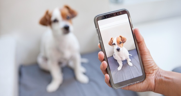 How to take great pet pics